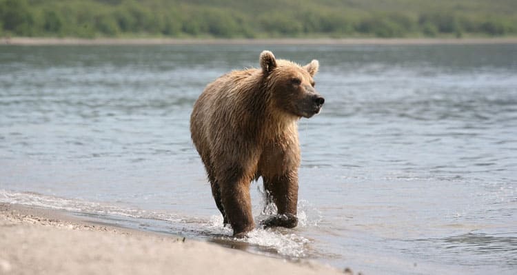 Does Bear Spray Really Work: Should You BET Your Life On It