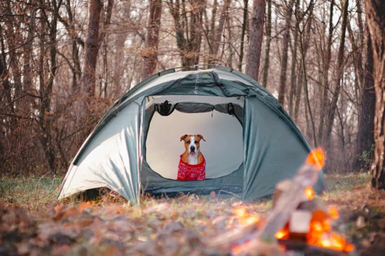 How To Keep Your Dog Warm When Camping In The Cold